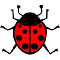 Ladybug