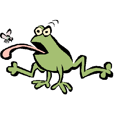 Frog n Fly
