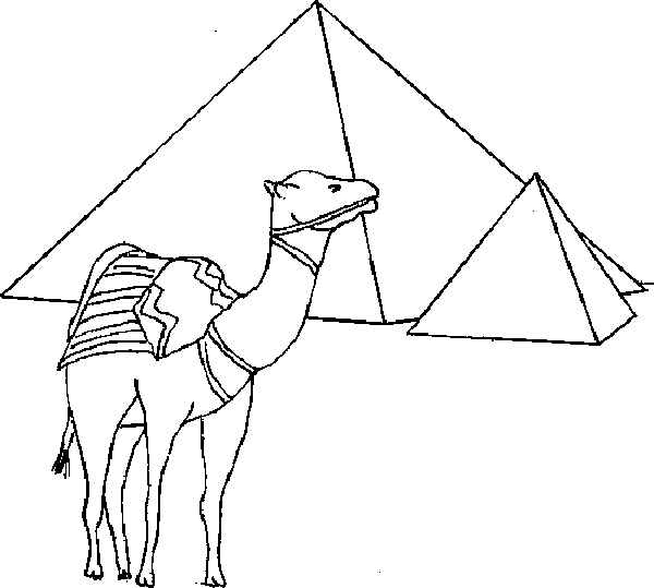 Camel