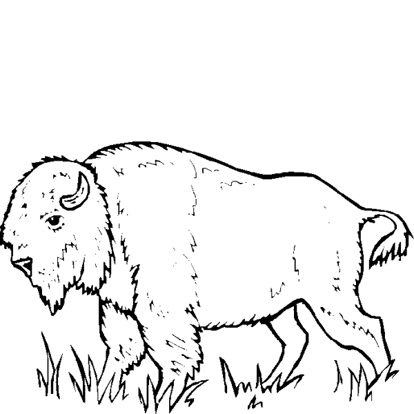 Buffalo