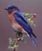 Link to Eastern Bluebird